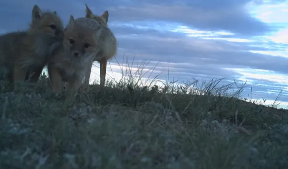 Swift fox pups huddled together at dusk on Montana's grasslands