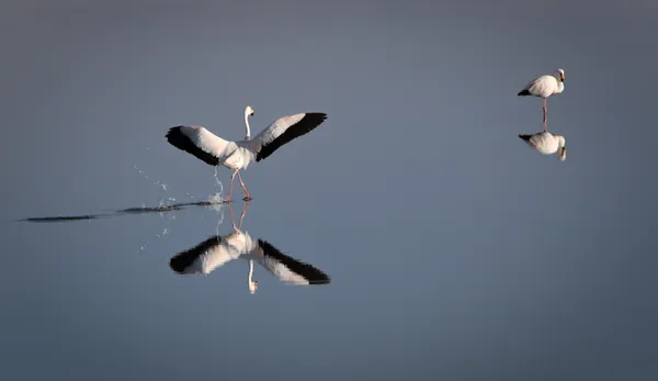 Love in lagoon thumbnail