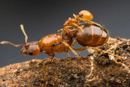 The bitty ant on top of the big one is a newly-described species of "rodeo ant," a queen that rides atop her perch by biting its waist. 
