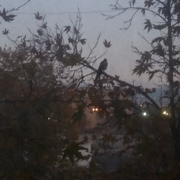 Now I can see thumbnail