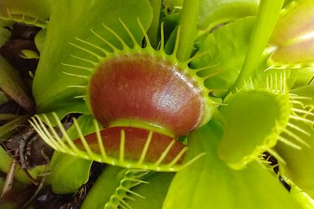 Venus flytraps and other carnivorous plants have long intrigued scientists, including English naturalist Charles Darwin.