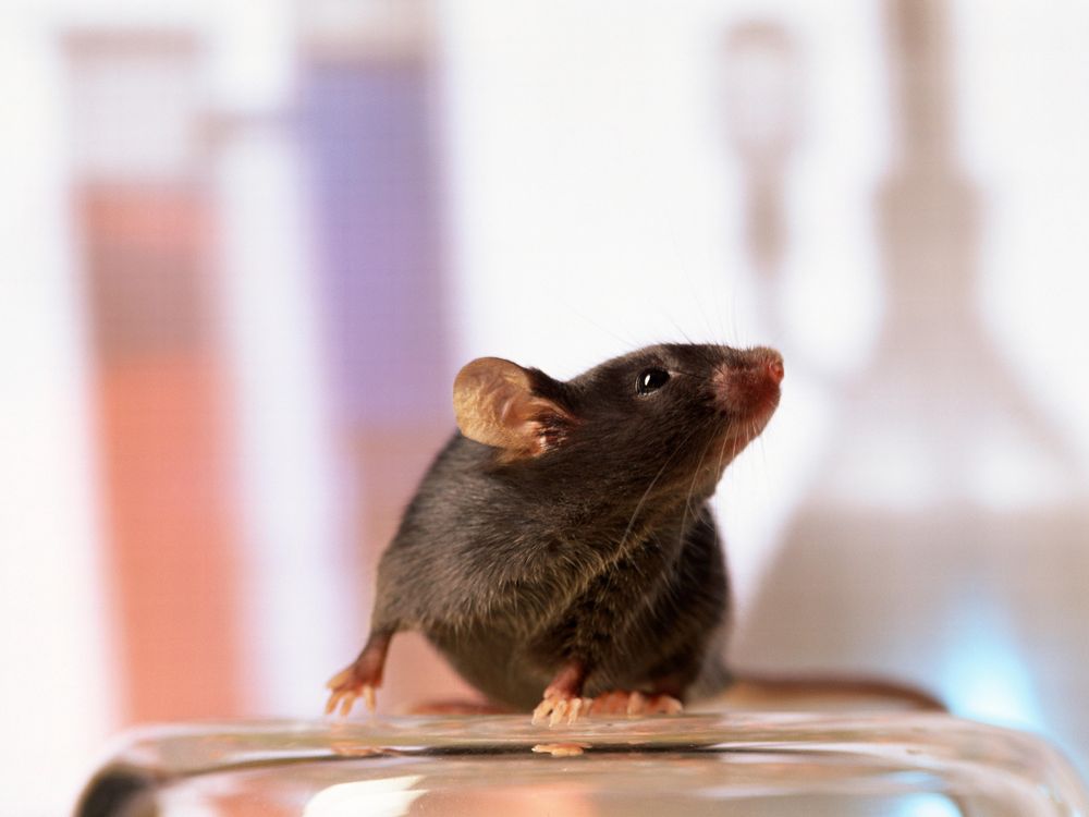 Mouse Noses Can Bypass the Brain to Make Females Blind to Males