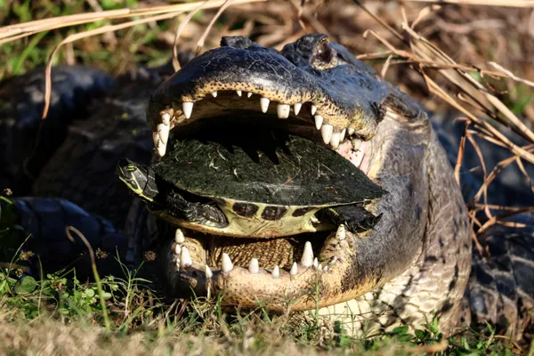 Bite Force thumbnail