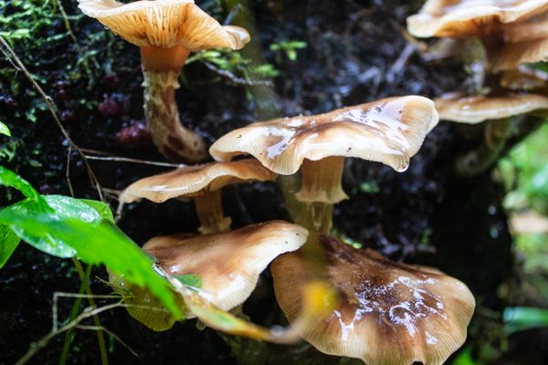 Mushrooms Growing in the rainforest thumbnail
