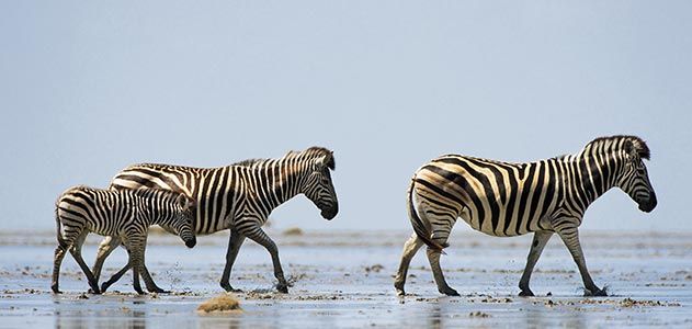 Zebras at Makgadikgadi Pans National Park