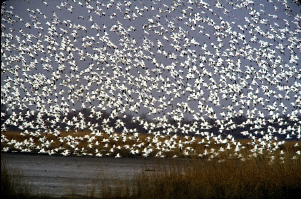 Snow Geese