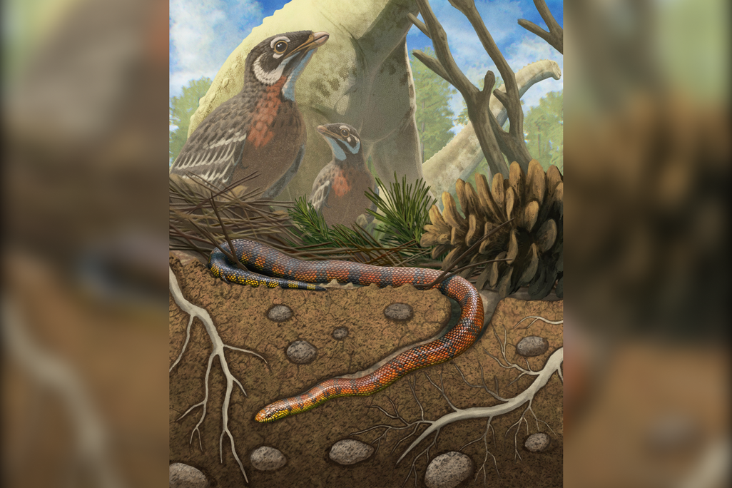 illustration of a red, yellow and black snake digging an underground tunnel