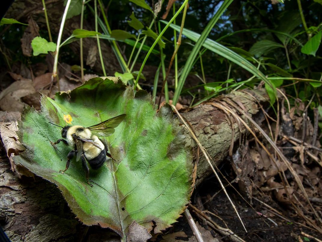 Rusty Patched Bumblebee Queen