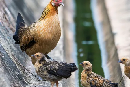 Red junglefowl, ancestors of wild chickens, are known to mix with domestic birds.