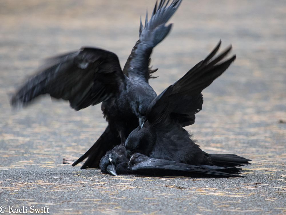 It’s Not Without Caws That Crows Desecrate Their Dead