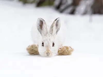 Captured mid-hop, the floppy feet of a white hare were indeed good luck for this photographer.
