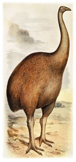 Giant moa