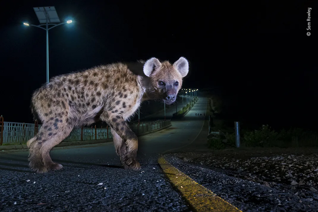 a hyena walks on a road at night and looks into the camera