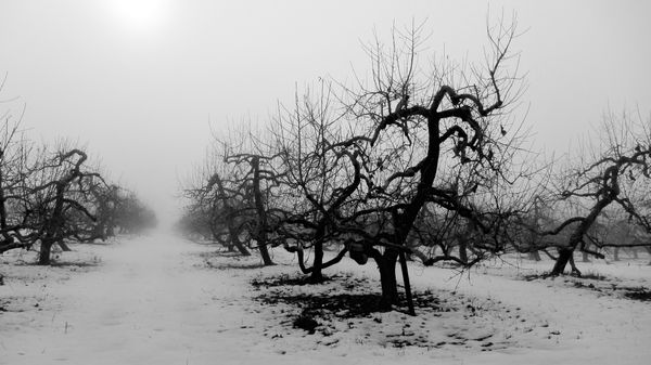 A very old apple orchard on a very foggy day. thumbnail