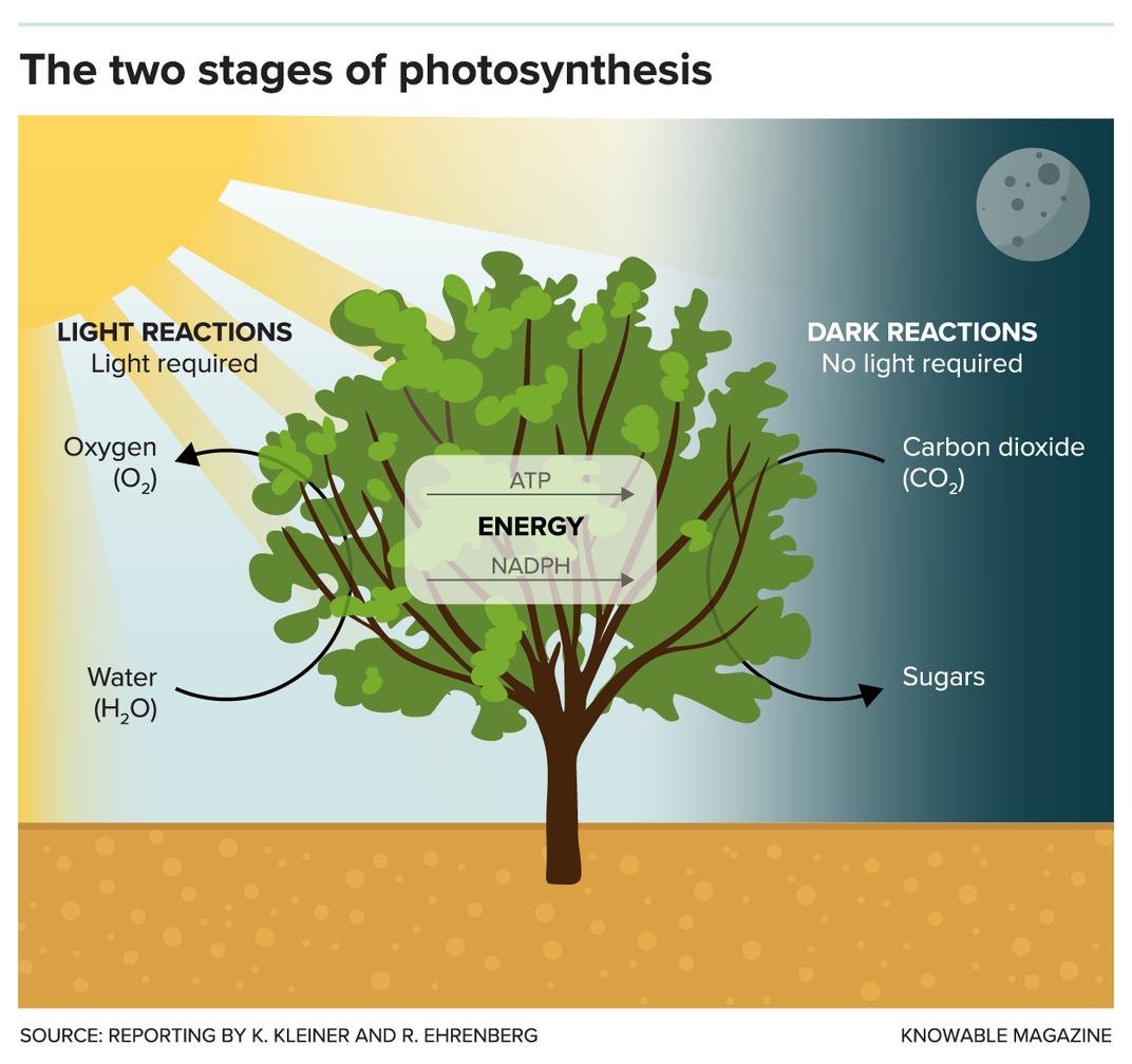Is Hacking Photosynthesis the Key to Increasing Crop Yields?