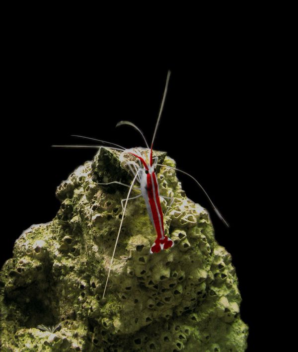 A shrimp climbing a rock thumbnail