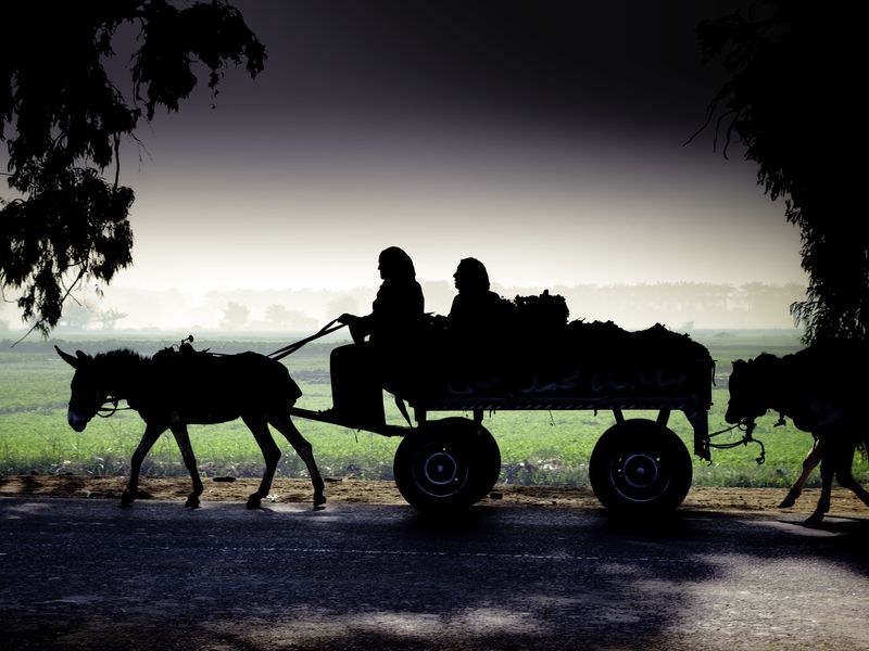 donkey pulling farmer's cart and water buffalo outside of Cairo