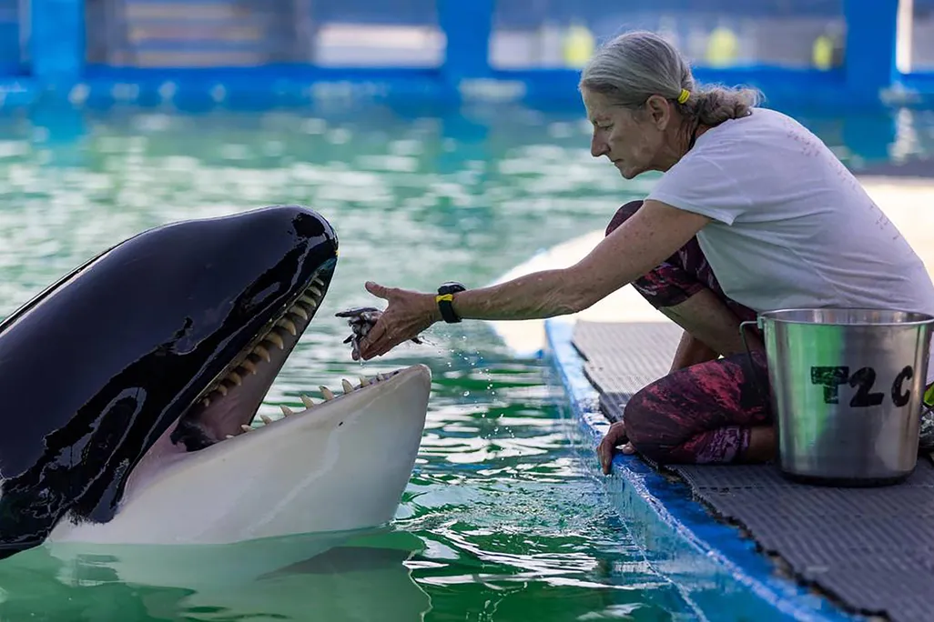 Woman feeding orca in water