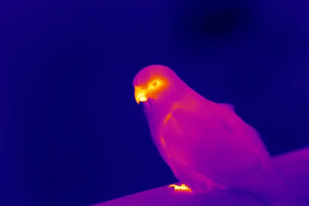 A thermal image shows a parrot releasing heat through its beak and talons. Researchers have found that since 1871 some parrots have increased their beak area up to 10 percent.