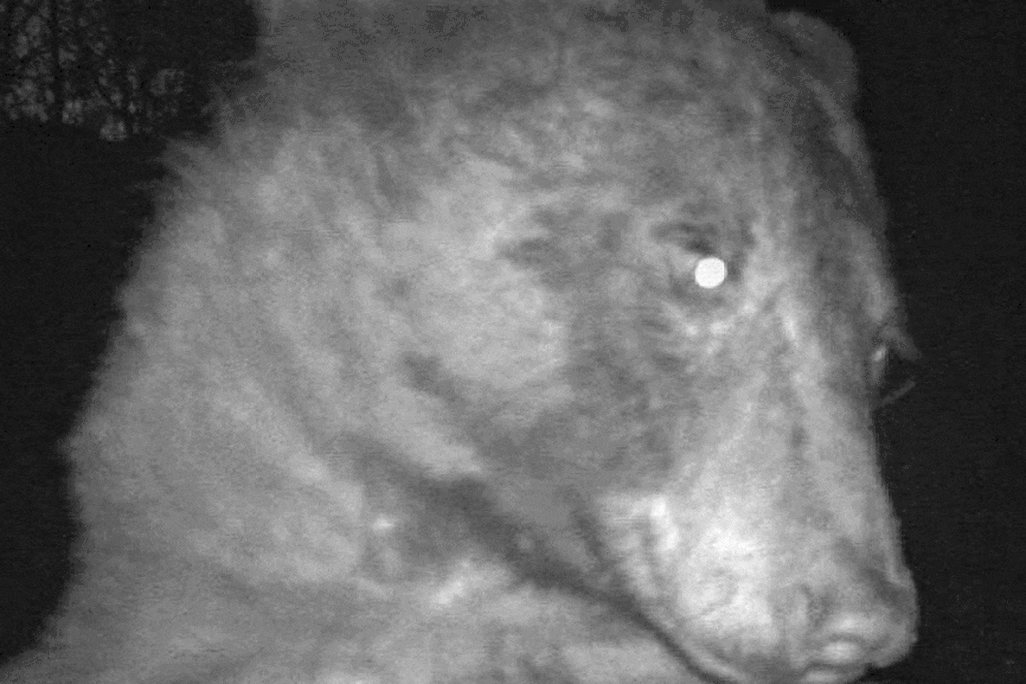 several close-up and medium black-and-white images of a bear looking into a camera