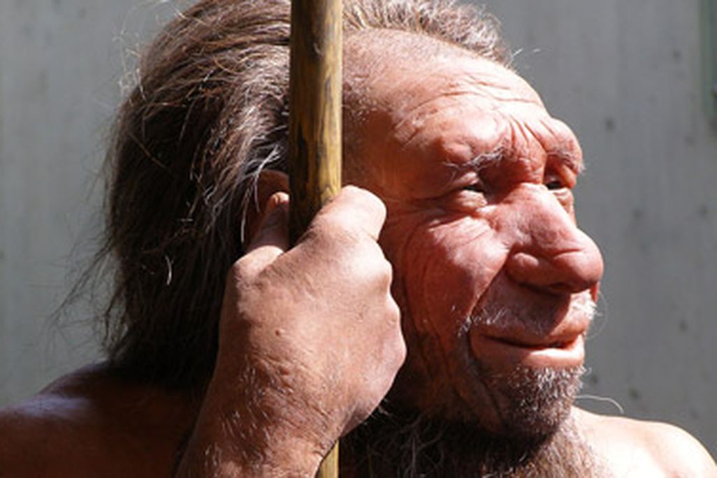 A reconstruction of a Neanderthal, which was named after Germany’s Neander Valley