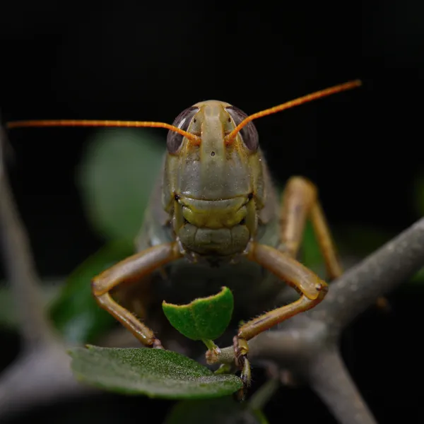A special moment with a grasshopper thumbnail