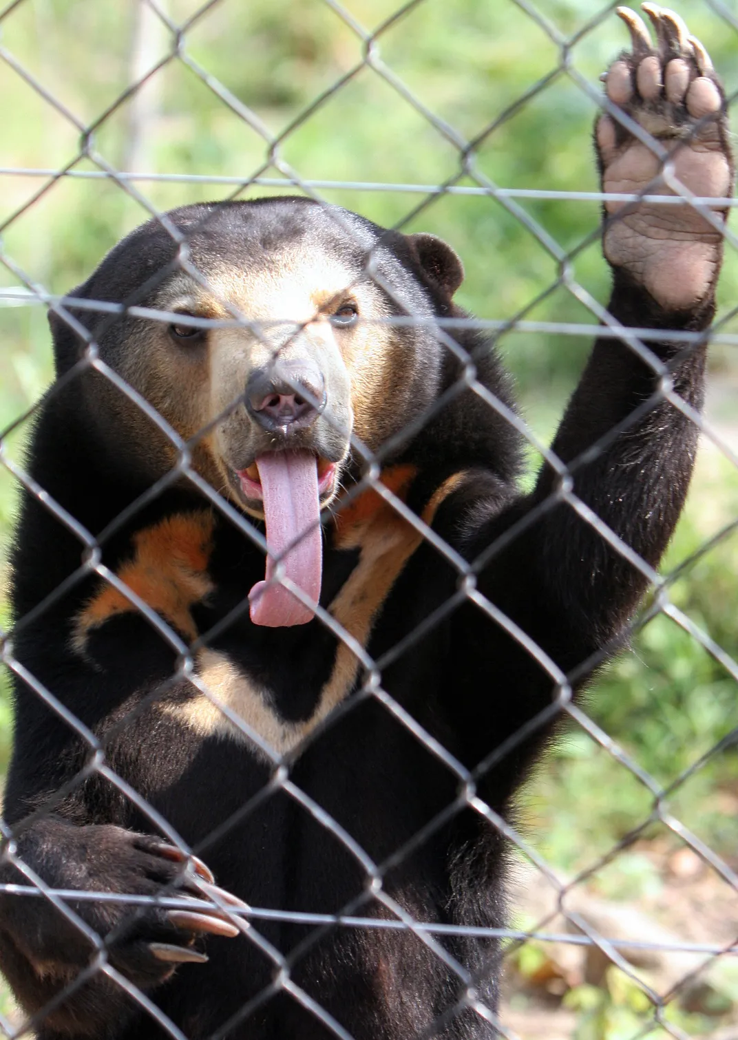 a sun bear behind a chain link fence raises one paw and sticks out its long tongue
