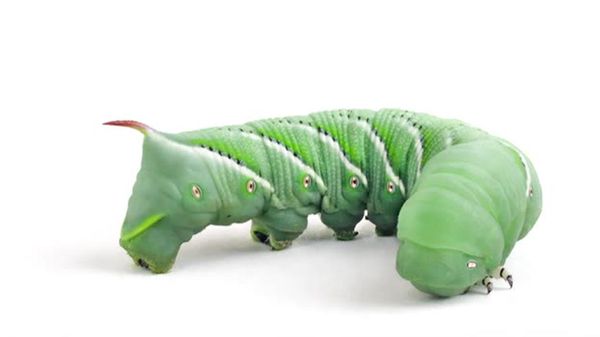 Preview thumbnail for SmartNews: Tobacco Hornworm