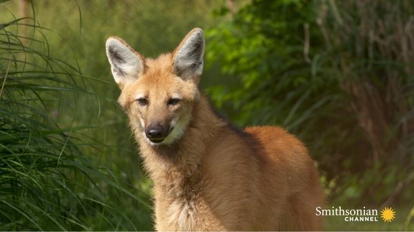 Preview thumbnail for Wild Inside the National Zoo: The Future of Maned Wolves