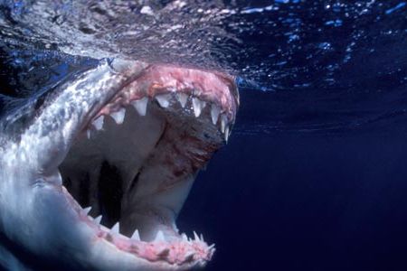 Great white shark with its mouth open.