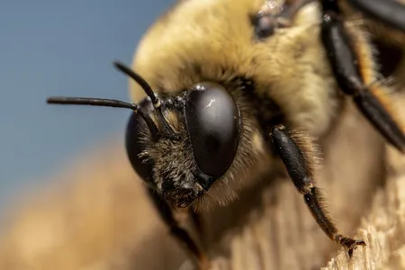 The male Morrison bumblebee relies on its enlarged compound eyes to spot&mdash;and then pursue&mdash;desirable queens to mate with.