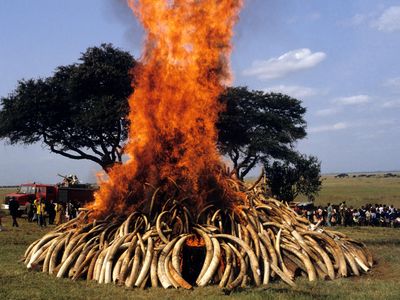 Ivory burn outside Nairobi, 1991