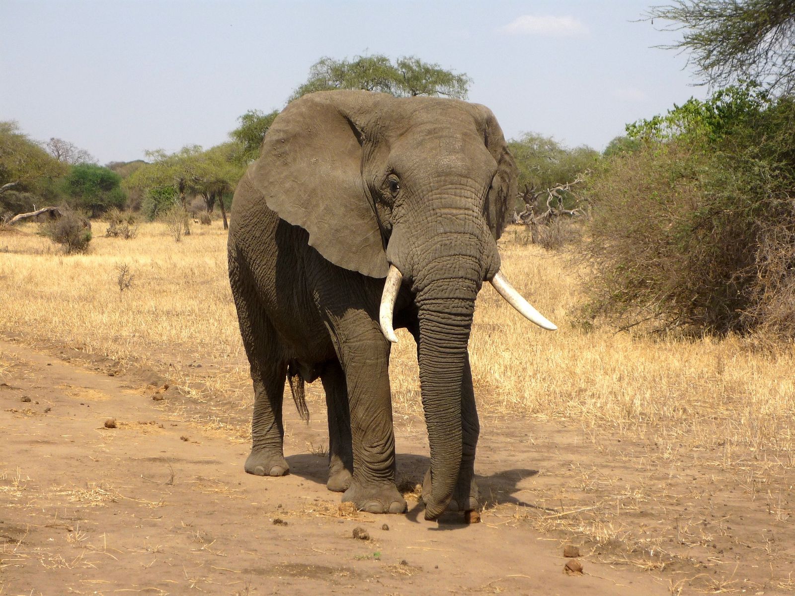 Skin Helps Explain Why Elephant Trunks Are So Handy | Smart News|  Smithsonian Magazine