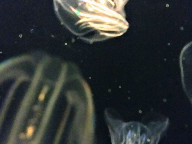 Small jellyfish swimming in their tank at the New England Aquarium