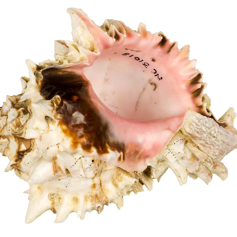 The Story Behind the Seashells By the Seashore, Smithsonian Voices