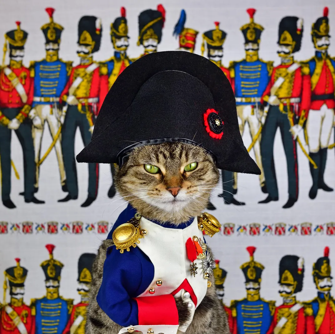 Napoleon Bonaparte cat