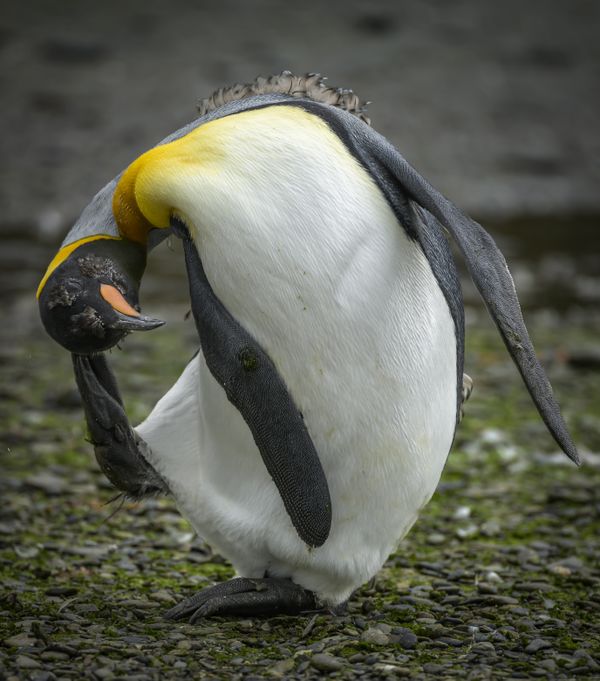 A King Penguin Doing a Molting Dance thumbnail