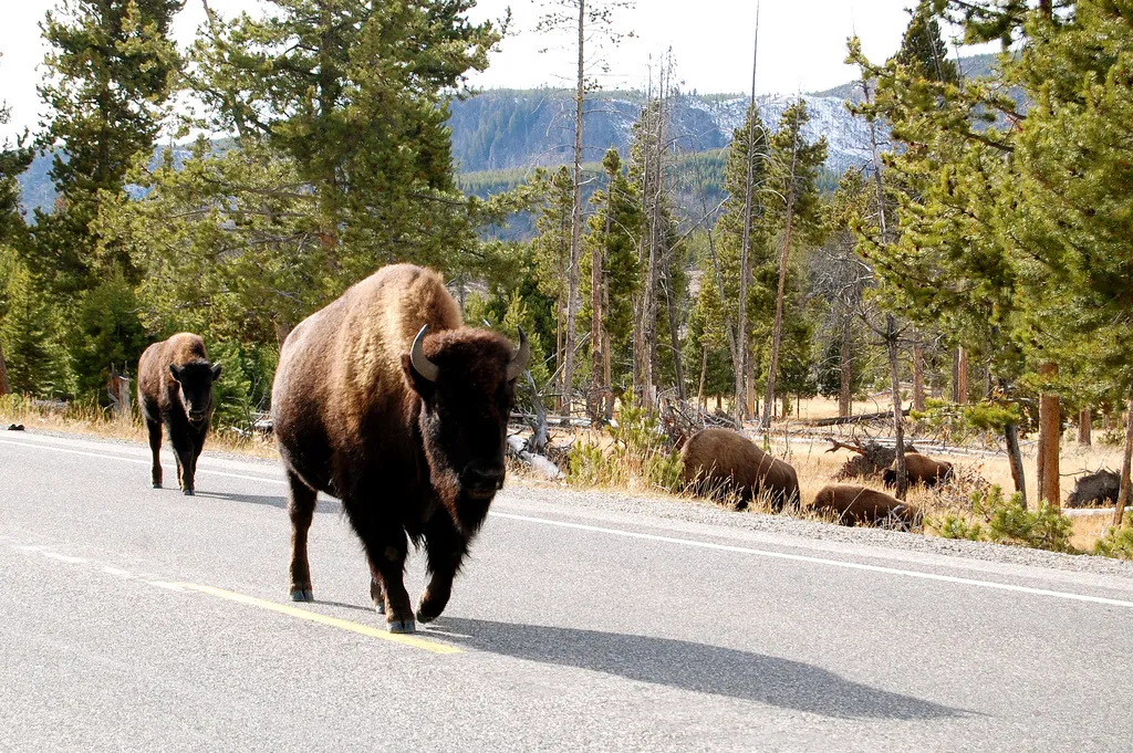 Bison