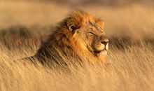 African Safari: A Wildlife Adventure photo