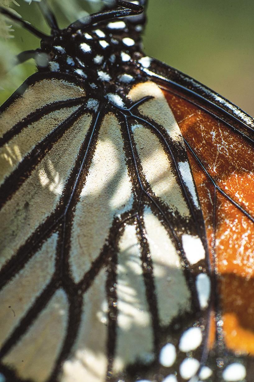 A tattered male monarch