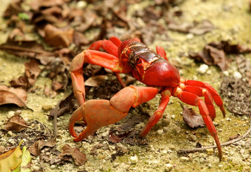 Christmas Island Red Crab