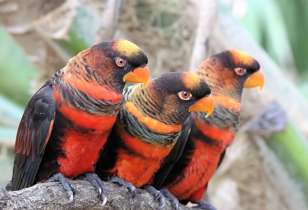 Three brightly colored birds sitting on a branch next to each other