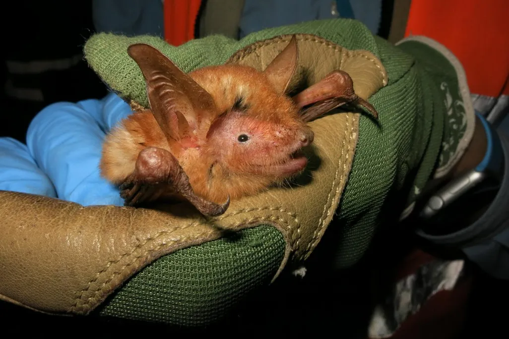 Close-up on an orange bat held by a person wearing a green glove