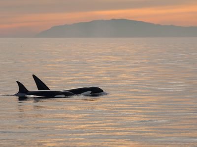 Scarce resources could push killer whales into menopause. 