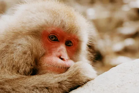 A female macaque relaxes at Jigokudani. The Japanese word means “hell’s valley,” after the volcanic activity that heats the springs. 