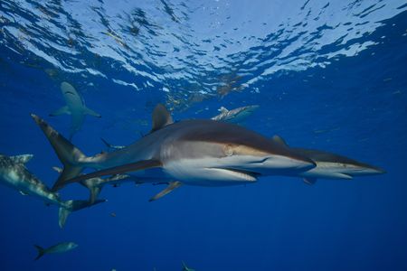 The second most common species the researchers identified was the silky shark, a vulnerable species that is in decline worldwide.&nbsp;