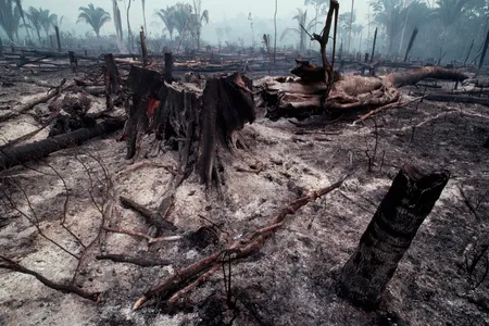 The remains of slash-and-burn land clearing in Rondônia in 1985.