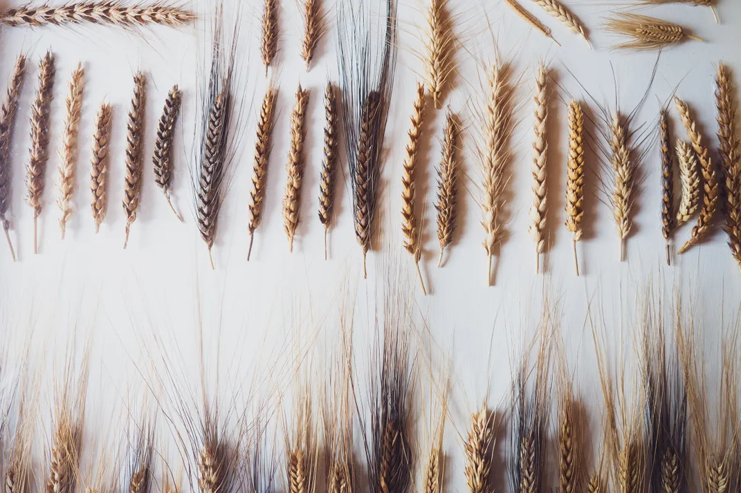 Ears grown from the very first seeds Grossi discovered in his attic.