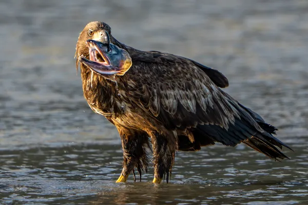 River's Bounty thumbnail