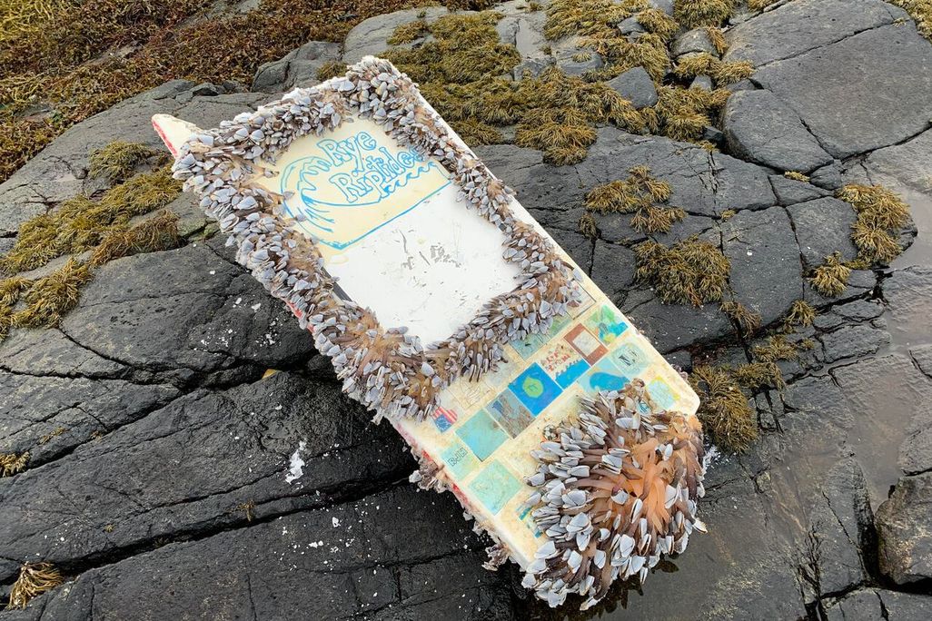 Rye Riptides with barnacles